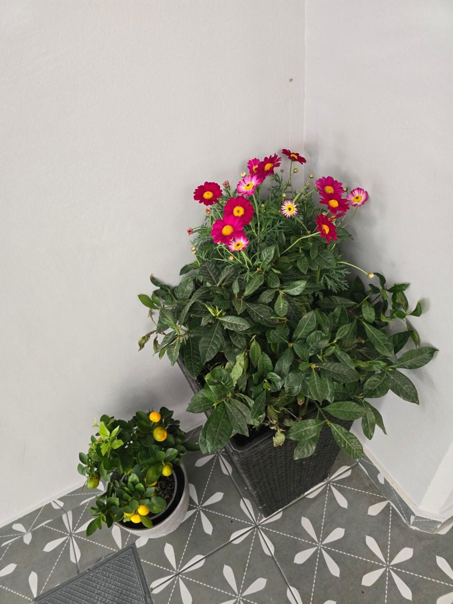 Glyfada'S Cosy Apartments アテネ エクステリア 写真